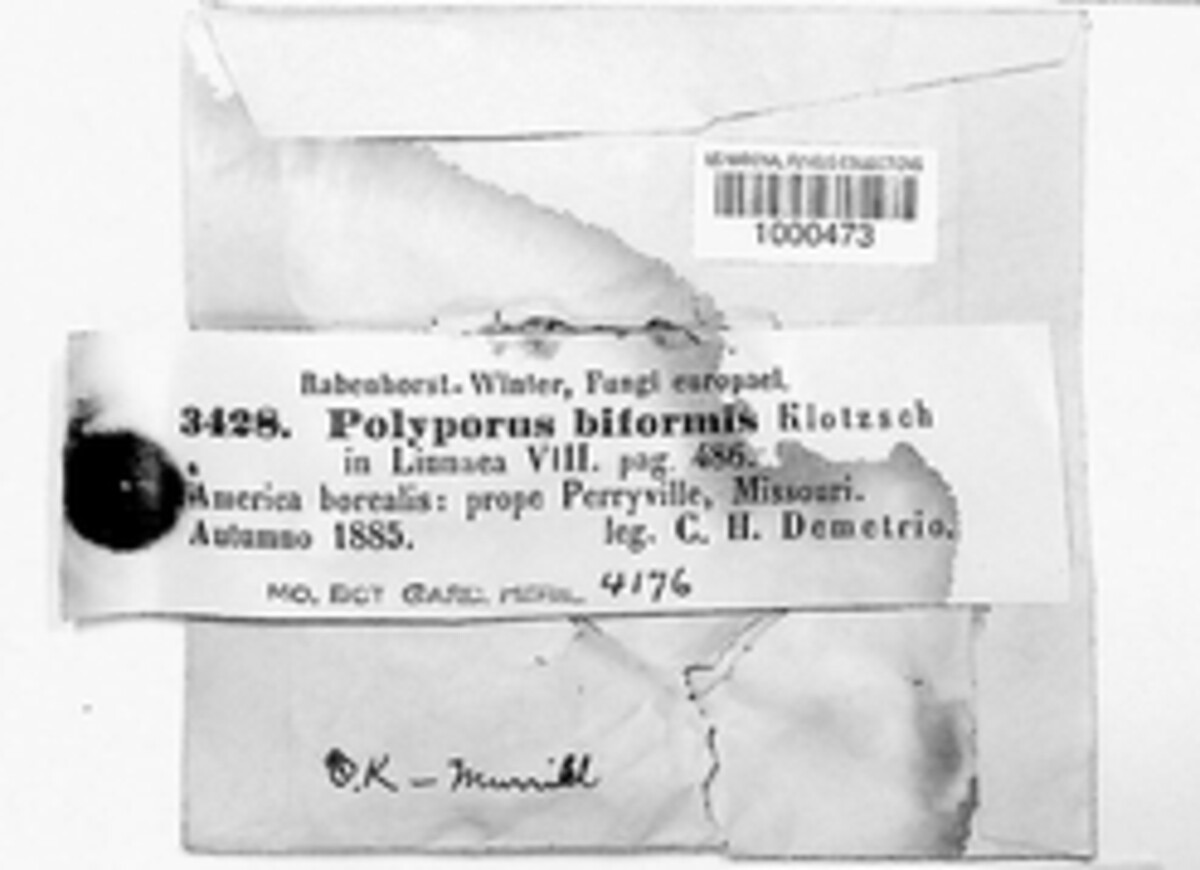Trichaptum biforme image